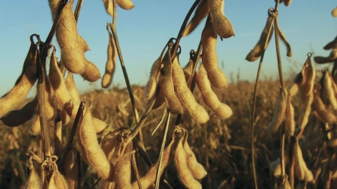 Mercado da soja realiza lucros em Chicago nesta 4ª feira, mas segue focado no clima do Corn Belt